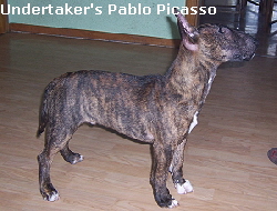 Undertaker's Pablo Picasso