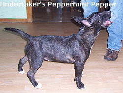 Undertaker's Peppermint Pepper