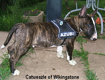 Catweazle of Wikingstone