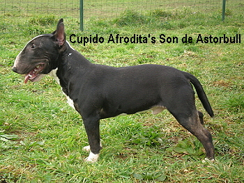Cupido Afrodita's Son de Astorbull