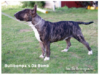Bullibompa`s Da Bomb